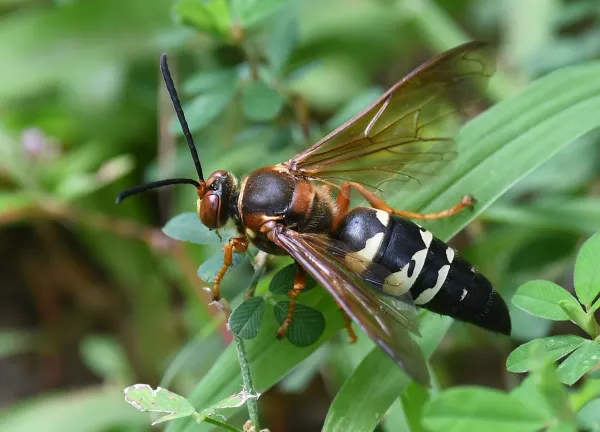 Pacific cicada killer wasp perched on green foliage showing distinctive black and yellow banded abdomen and amber wings