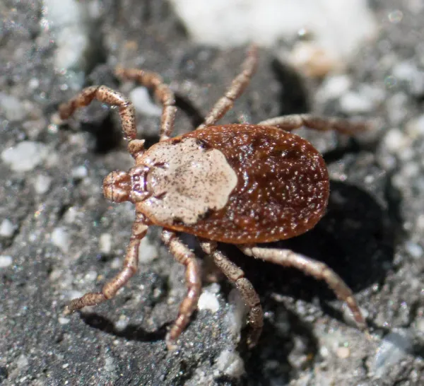 Top-down view of a Pacific Coast tick showing characteristic brown body with gray markings