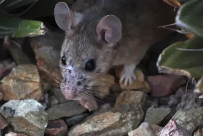 Pack rat among rocks showing its large ears, prominent dark eyes, and characteristic facial features