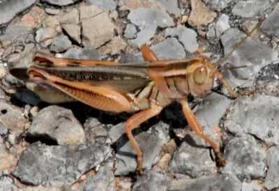 Side view of a Packard grasshopper showing its tan coloration and distinctive body shape on rocky ground
