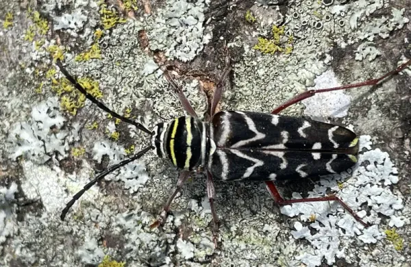 Painted hickory borer seen from above on lichen-covered bark, showing yellow bands on a black body, the white W-shaped mark on its wing covers, and reddish legs
