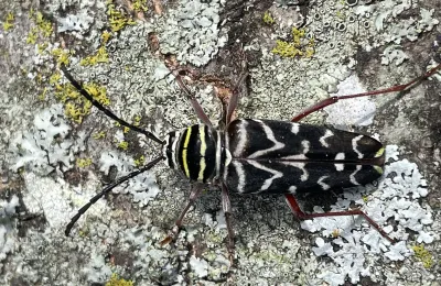 Painted hickory borer seen from above on lichen-covered bark, showing yellow bands on a black body, the white W-shaped mark on its wing covers, and reddish legs