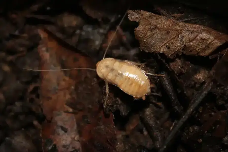 Light-colored cockroach on brown leaves