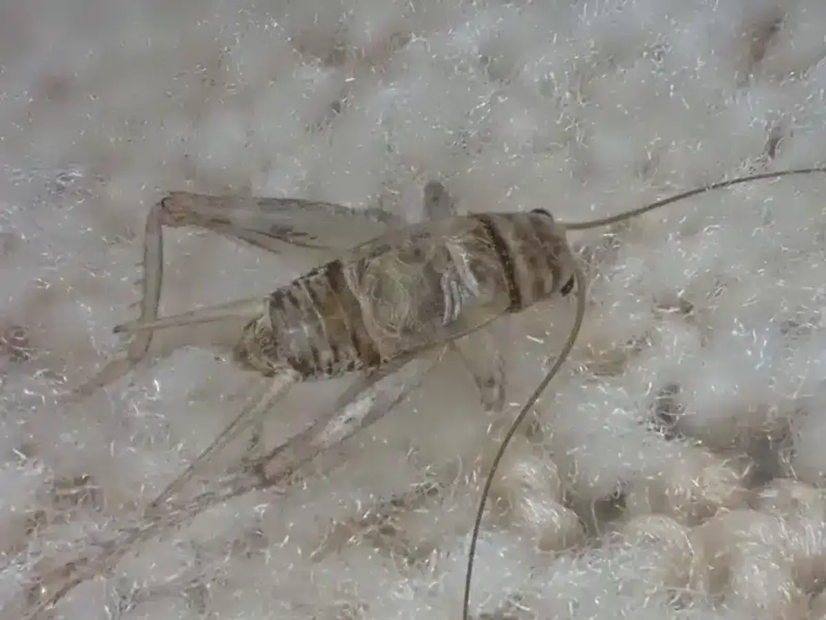 Pale cricket on indoor carpet