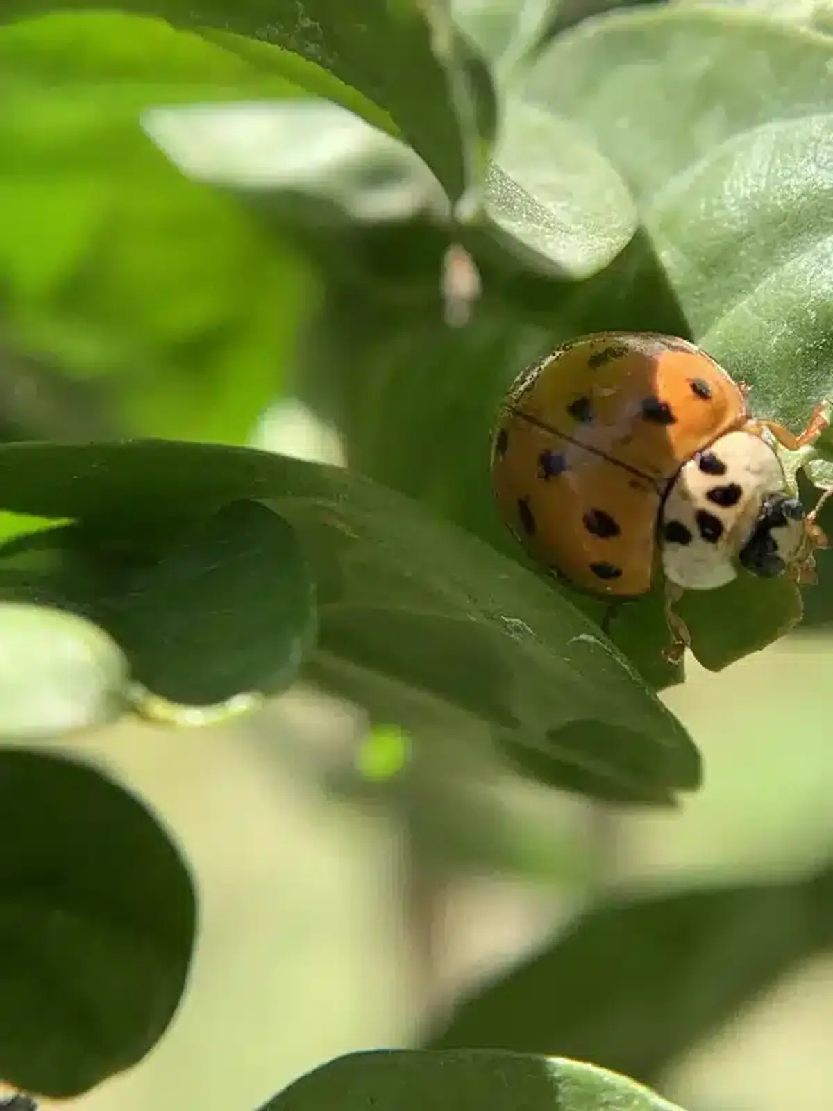 Pale orange beetle with dark spots on leaf