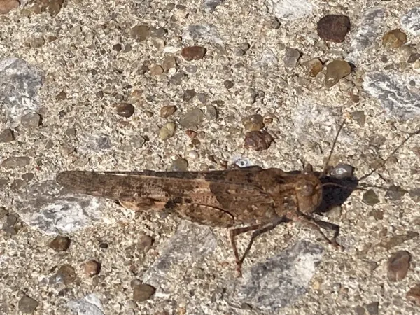 Top-down view of a pallid-winged grasshopper showing its mottled tan and brown coloration on concrete