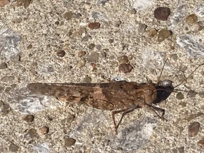 Top-down view of a pallid-winged grasshopper showing its mottled tan and brown coloration on concrete