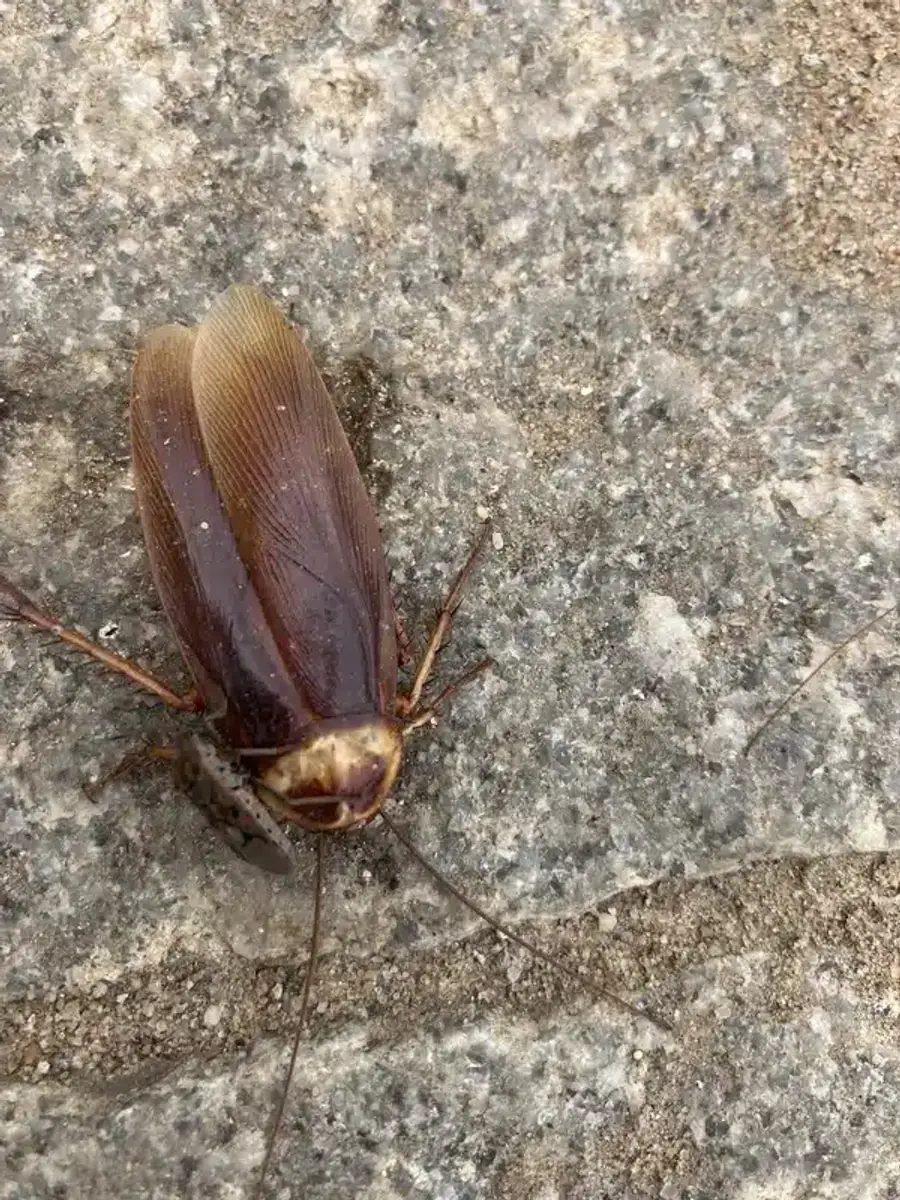 Detailed close-up showing wings and coloration of American cockroach