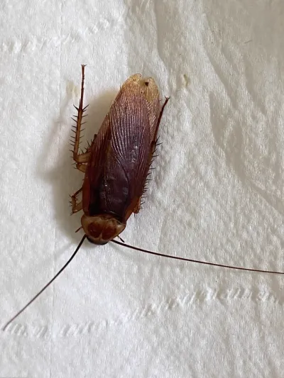 Close-up of a palmetto bug (American cockroach) showing its reddish-brown body and long antennae