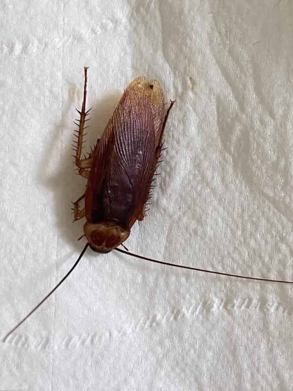 Close-up of a palmetto bug (American cockroach) showing its reddish-brown body and long antennae