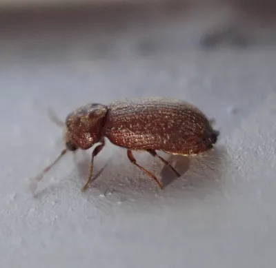 Side view of a drugstore beetle, a common pantry pest, showing its reddish-brown body and oval shape