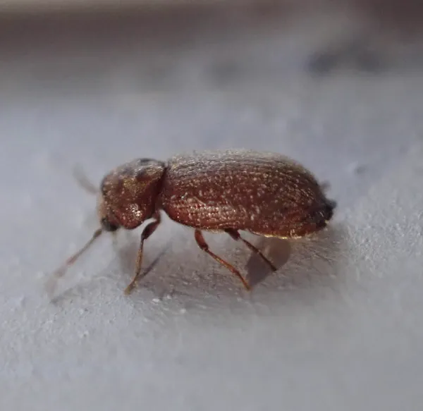 Side view of a drugstore beetle, a common pantry pest, showing its reddish-brown body and oval shape