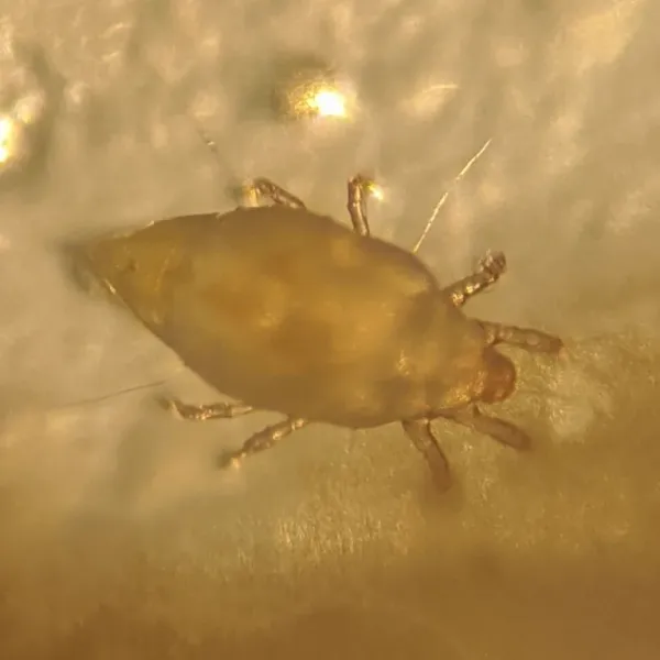 Magnified view of a pantry mite showing its oval translucent body and eight legs