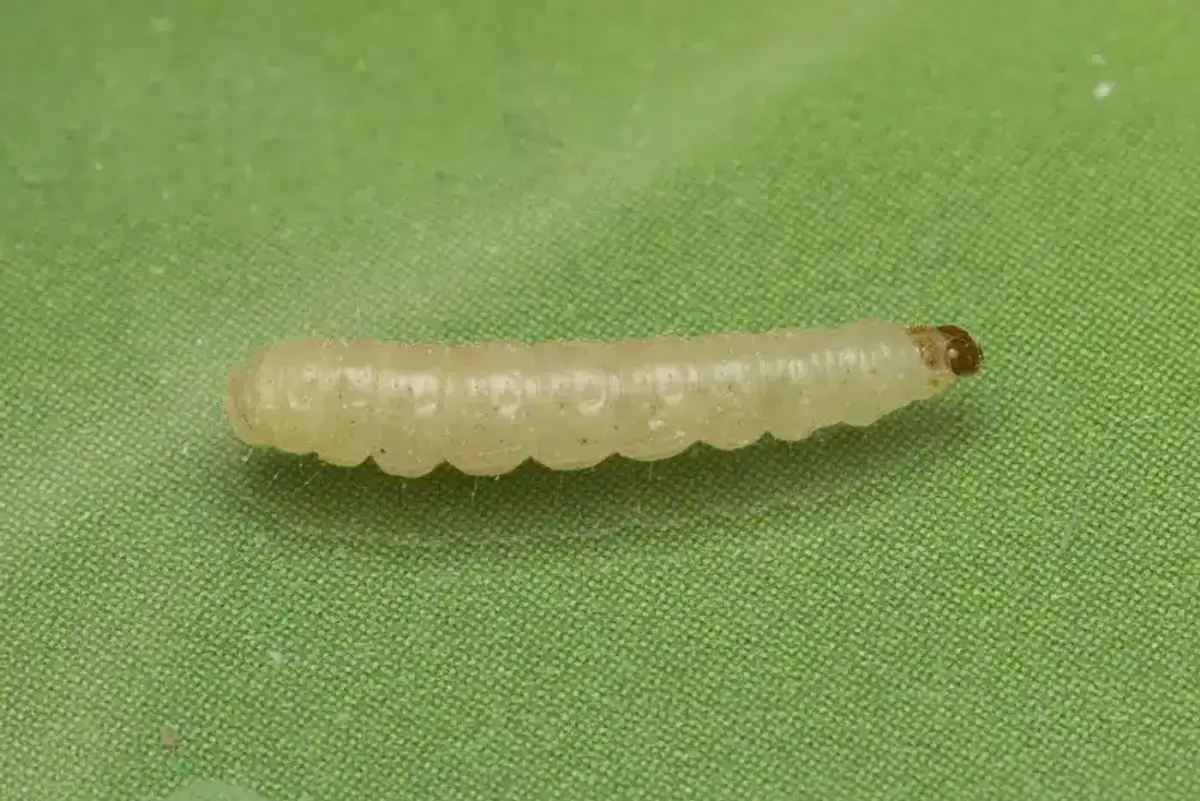 Pantry moth larva showing pale segmented body