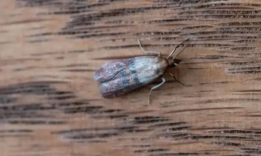 Pantry moth resting on a wood surface showing wing pattern