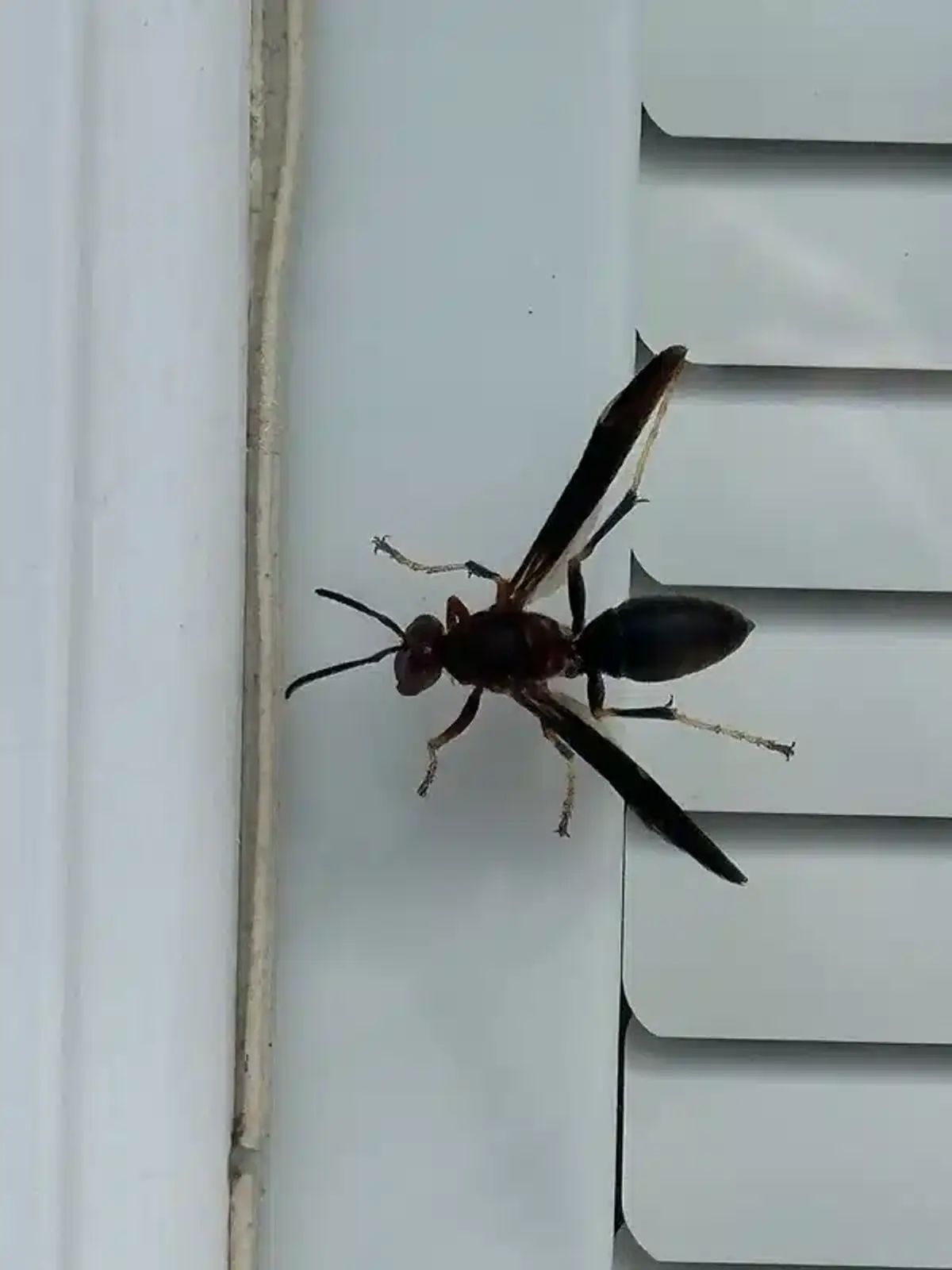 Wasp near a gap in house siding showing a typical wall void nest entry point