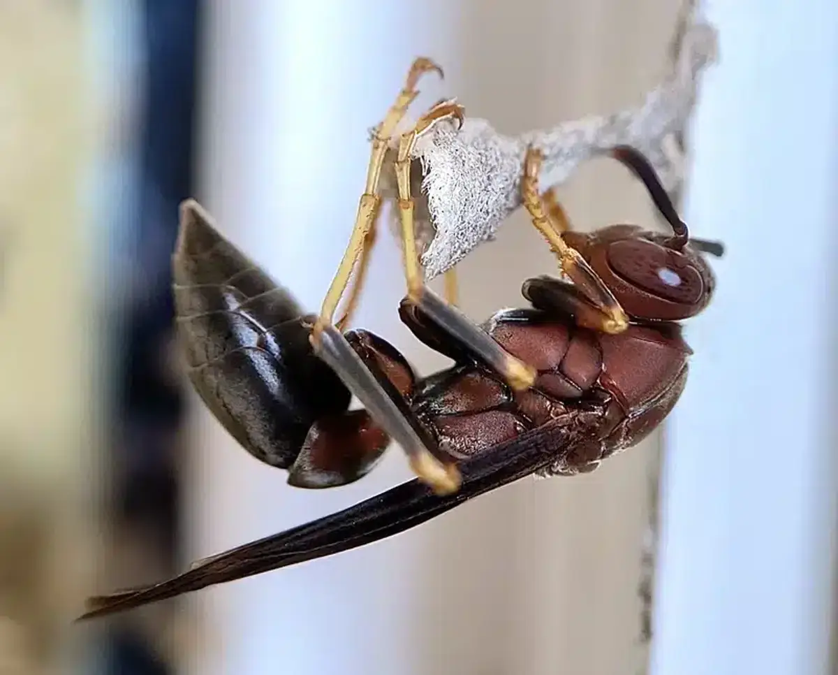 Paper wasp constructing nest showing identification features