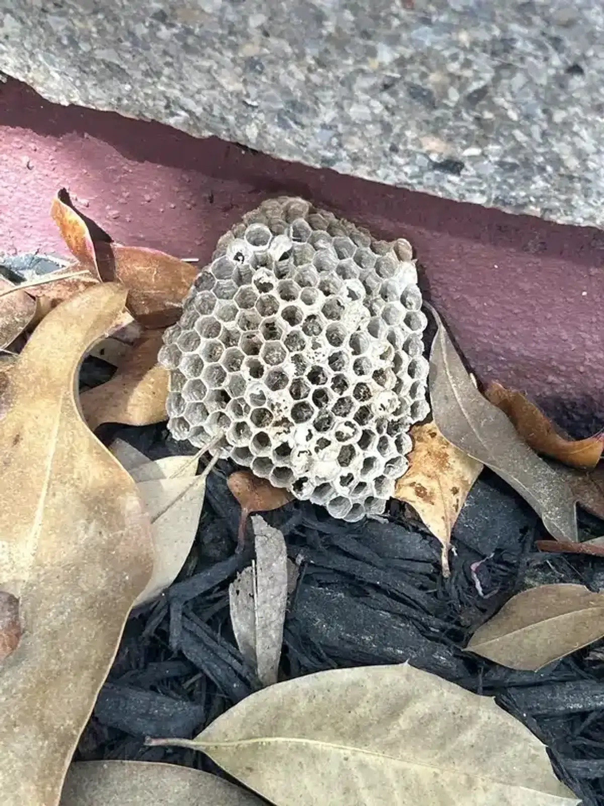 Abandoned wasp nest structure on ground