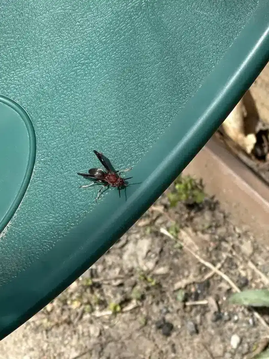 Paper wasp with distinctive reddish coloring