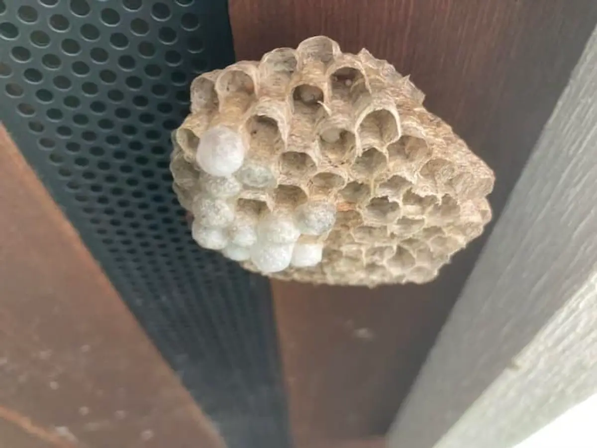Small paper wasp nest showing early development with a few cells on a single stalk