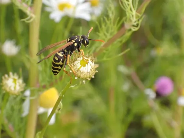 Paper wasp on its distinctive umbrella-shaped nest