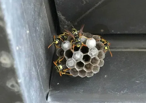Paper Wasps photo 1