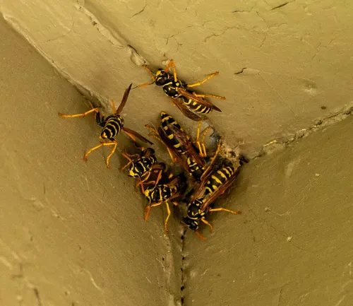 Paper Wasps photo 3