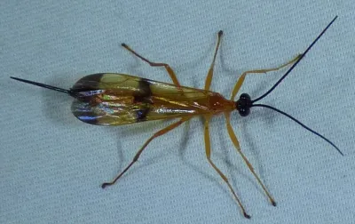 Parasitic Wasps