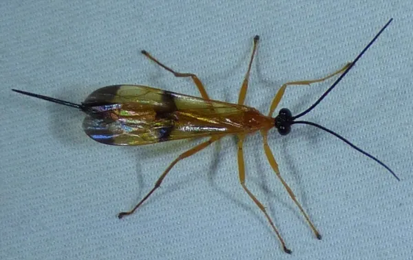 Top-down view of an ichneumonid parasitic wasp showing slender body and long antennae