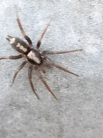 Eastern parson spider showing the distinctive white abdominal marking