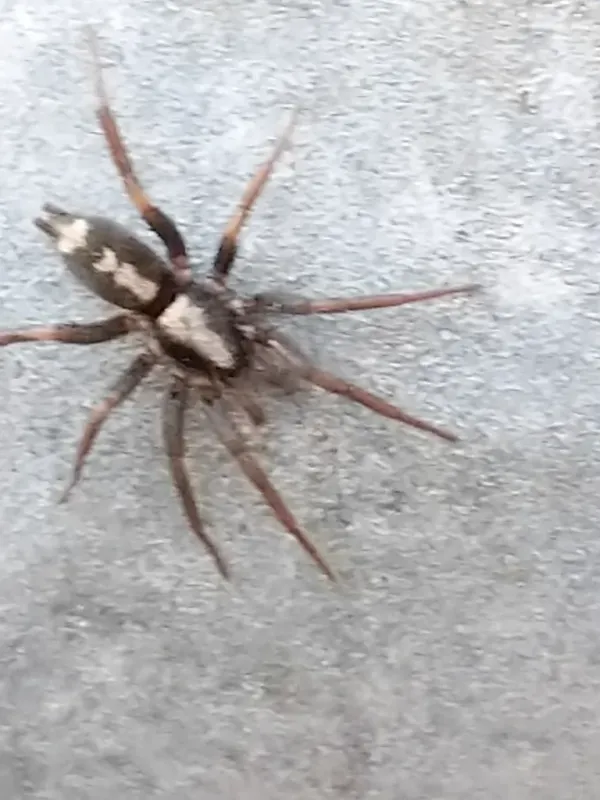 Eastern parson spider showing the distinctive white abdominal marking