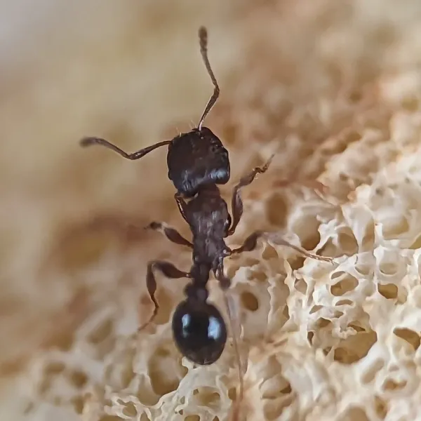 Top-down view of a pavement ant showing its dark brown body and distinctive parallel grooves on head and thorax