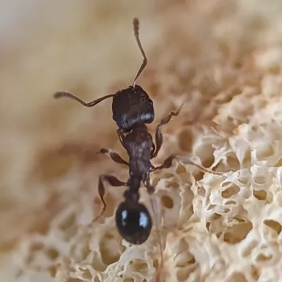 Top-down view of a pavement ant showing its dark brown body and distinctive parallel grooves on head and thorax