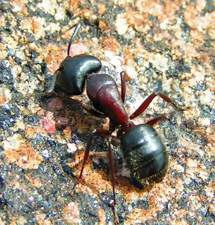 Close-up of a pavement ant