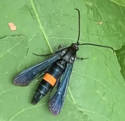 Top-down view of a female peachtree borer moth showing its metallic blue-black body and distinctive orange abdominal band