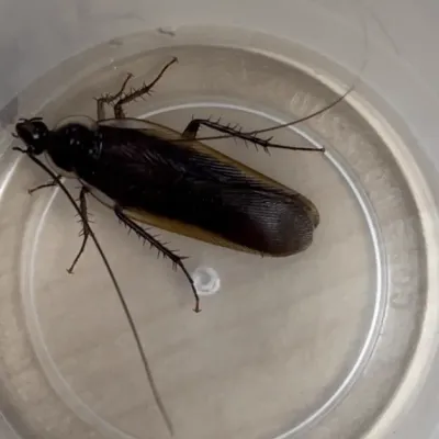 Top-down view of a Pennsylvania wood roach showing its dark brown body and wing structure