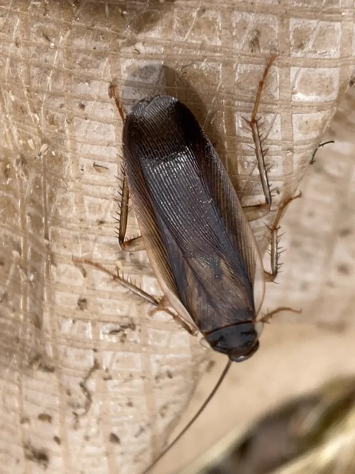 Pennsylvania wood cockroach with a pale cream edge running along the outer margin of its wings