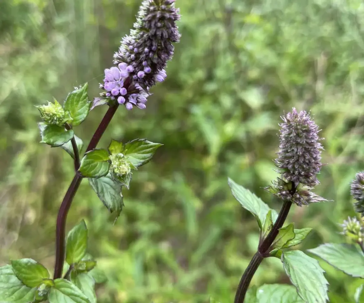 Peppermint plant with purple flower spikes growing outdoors
