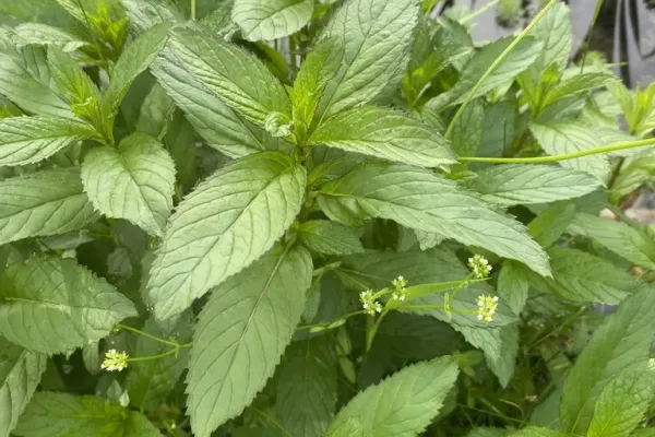 Does Peppermint Oil Repel Ants? Yes, But Only for a While