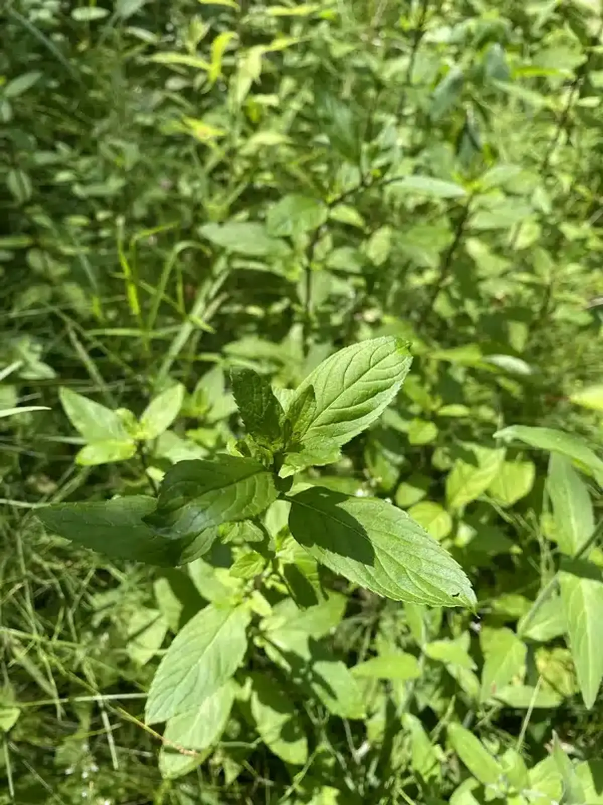 Close-up of peppermint plant