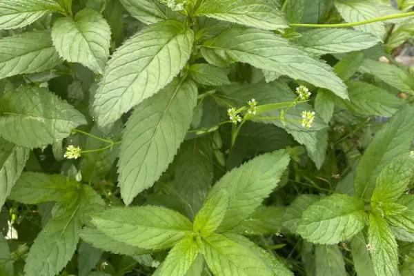 Does Peppermint Oil Repel Roaches? What Lab Studies Actually Show