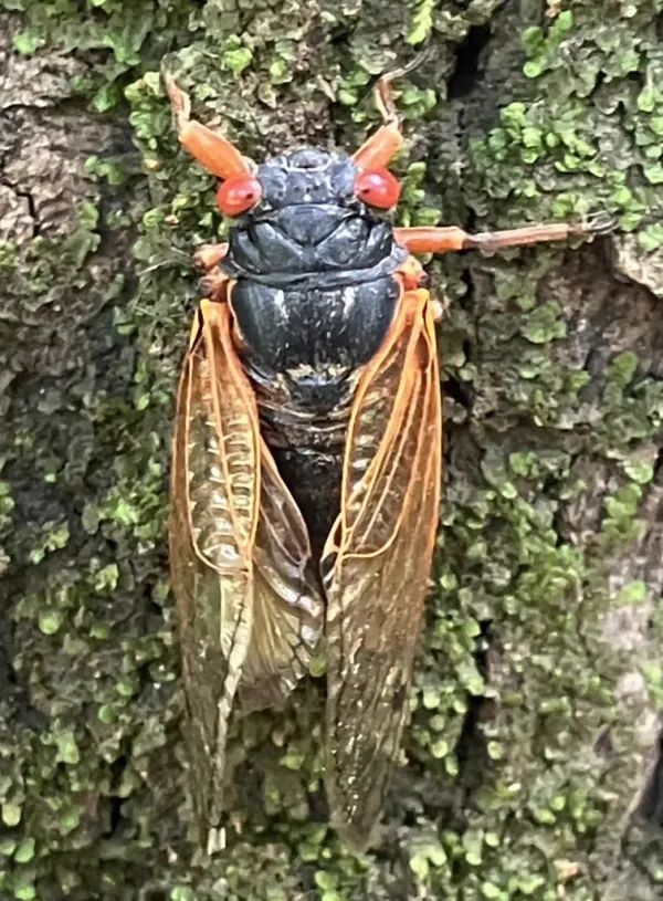 Adult periodical cicada on tree bark showing distinctive red eyes and orange wing veins