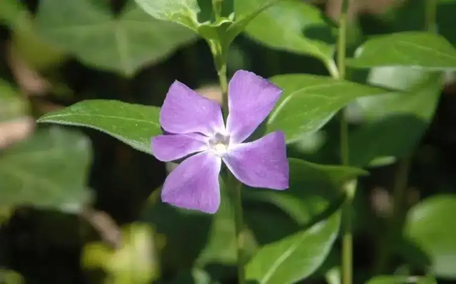 Single purple flower with green leaves
