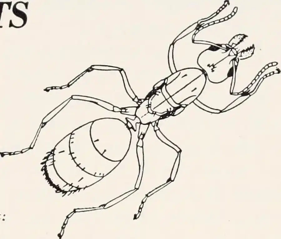 Line drawing of an ant