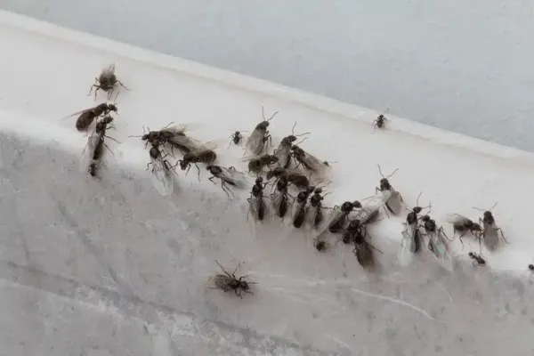 Black Ants With Wings: Identify Tiny, Small, and Large Winged Ants