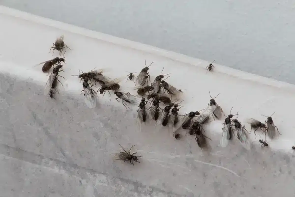 Group of flying ants on a surface after a swarm