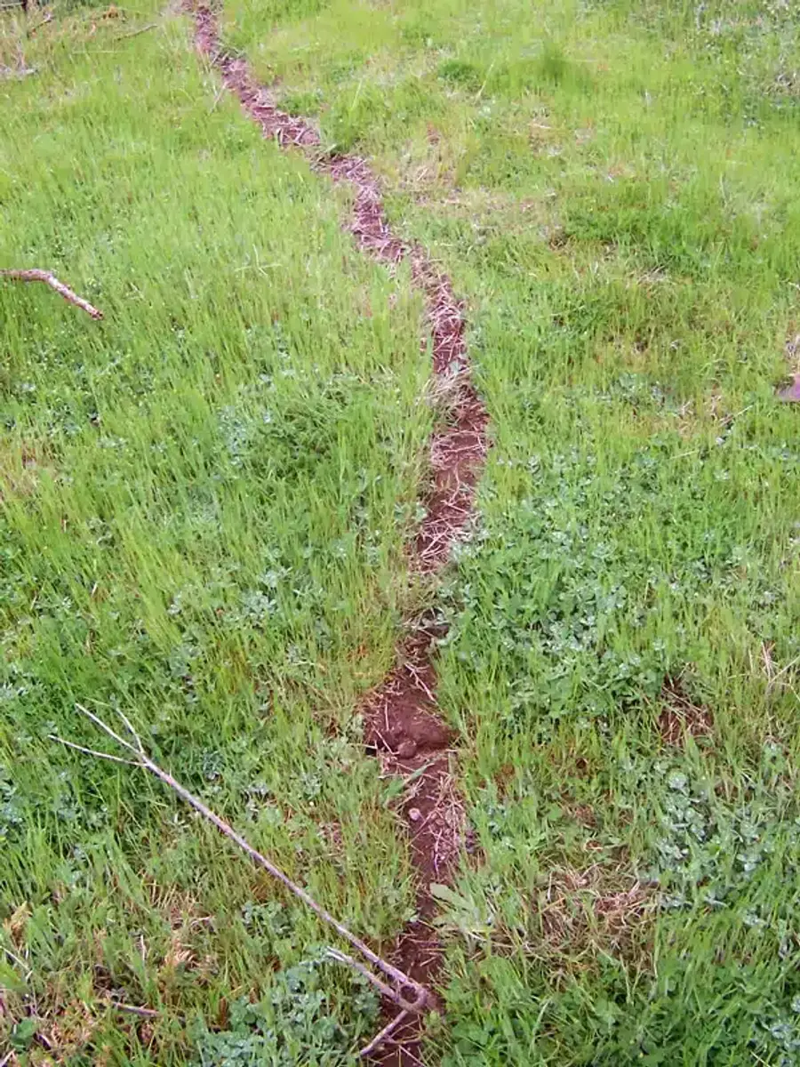 Trail in grassy field