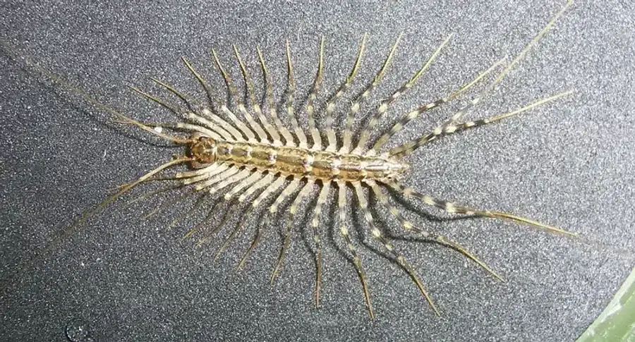 House centipede on a surface
