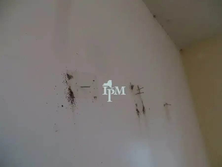 Pest droppings on a wall surface