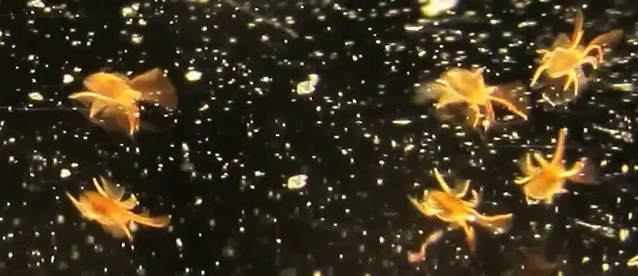 Small orange insects in water